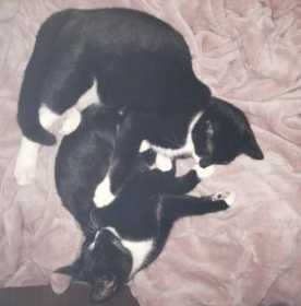 Lost Cat