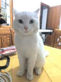 Lost Cat