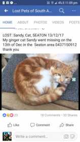 Lost Cat