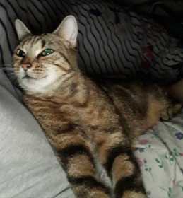Lost Cat