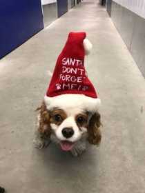 Lost Dog