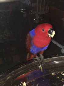 Lost Eclectus