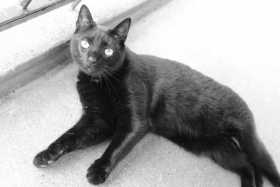 Lost Cat