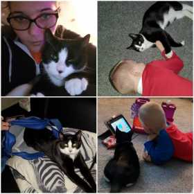 Lost Cat