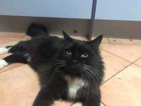Lost Cat
