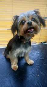Lost Dog