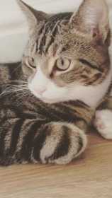 Lost Cat