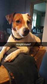 Lost Dog