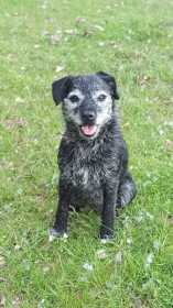 Lost Dog