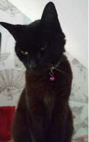 Lost Cat