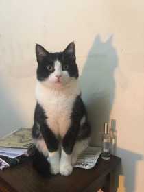 Lost Cat