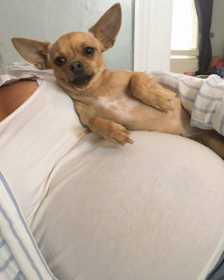 Lost Dog