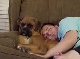 Lost Dog