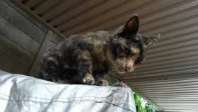 Lost Cat
