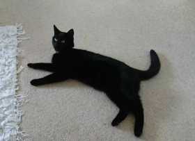 Lost Cat