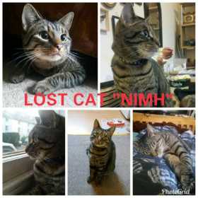 Lost Cat