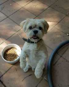 Lost Dog