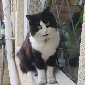 Lost Cat