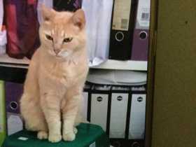 Lost Cat