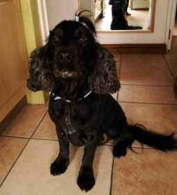Lost Dog