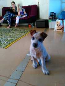 Lost Dog
