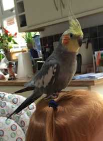 Lost Cockatiel