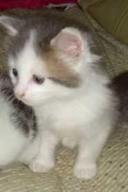 Lost Cat