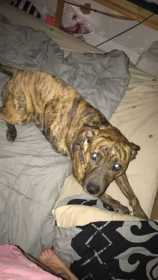 Lost Dog