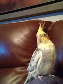 Lost Cockatiel
