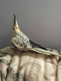 Lost Cockatiel