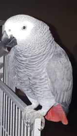 Lost African Grey