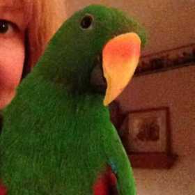 Lost Eclectus