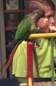 Lost Conure