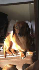 Lost Dog