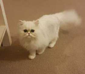 Lost Cat