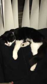 Lost Cat