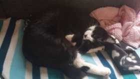 Lost Cat