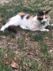 Lost Cat