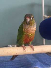 Lost Conure