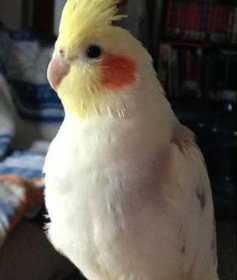 Lost Cockatiel