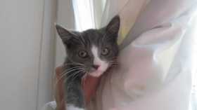 Lost Cat