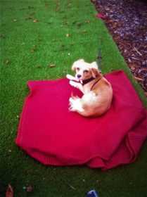 Lost Dog