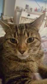 Lost Cat