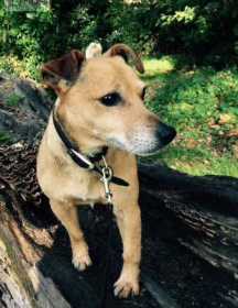 Lost Dog