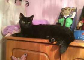 Lost Cat