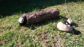 Lost Ferret