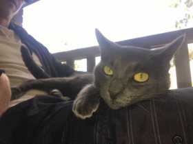 Lost Cat