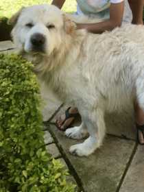 Lost Dog
