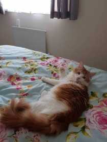 Lost Cat