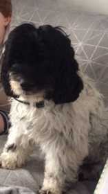 Lost Dog